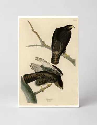 Black Warrior (Plate 86)