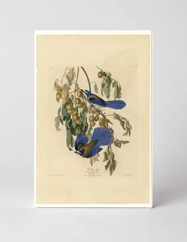 Florida Jay, Plate 87 (1827–1838)