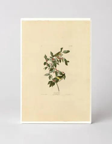Nashville Warbler (Plate LXXXIX)