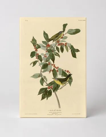 Nashville Warbler, Plate LXXXIX (1827–1838)