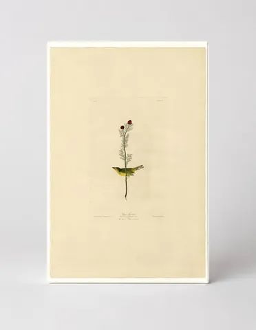 Selby's Flycatcher (Plate 9)