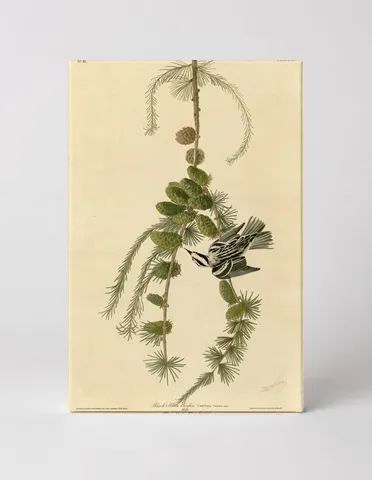 Black and White Creeper, Plate 90 (1827–1838)