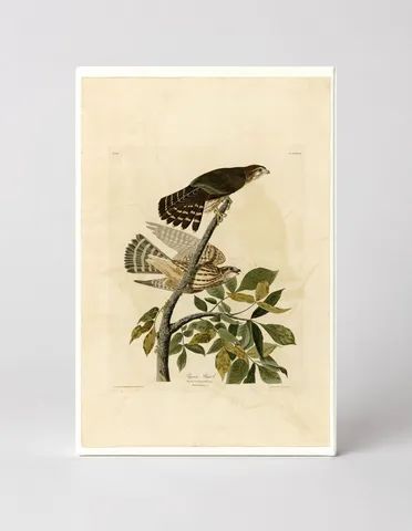 Pigeon Hawk, Plate XCII (1827–1838)