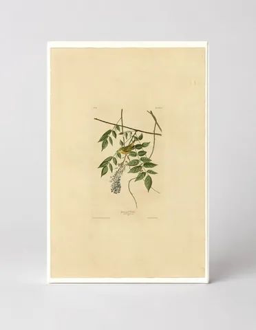 Yellow Poll Warbler (Plate 95)