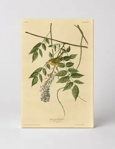 Yellow Poll Warbler, Plate XCV (1827–1838)