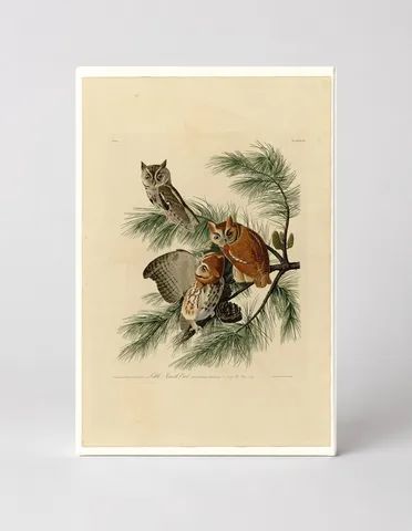 Little Screech Owl, Plate 97 (1831)