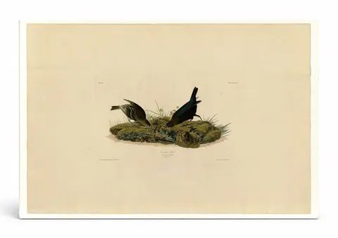 Cow-pen Bird (Plate 99)