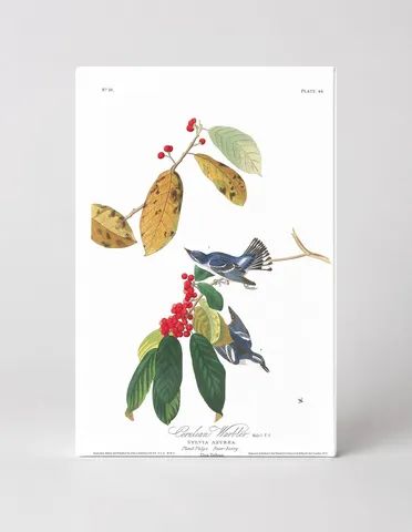 Cerulean Warbler, Plate 48 (Birds of America)