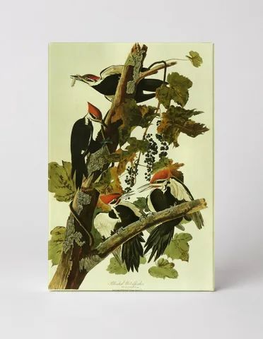 Pileated Woodpecker (1826)