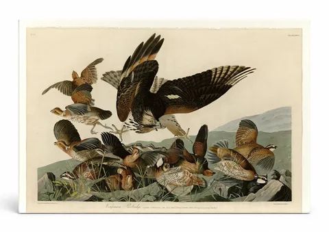 Virginian Partridge, Plate 76 — Birds of America (1827–1838)