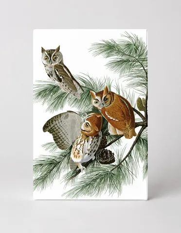 Little Screech Owl (Megascops asio)