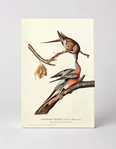Passenger Pigeon (Columba Migratoria)