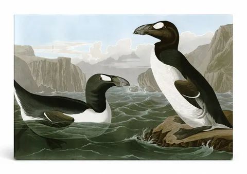 Great Auk (Pinguinus impennus) (1827–1838)