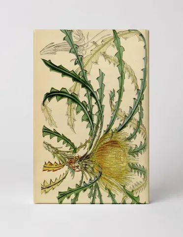 Plants & Flowers