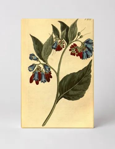 Plate 929 — Symphytum Grandiflorum (1808)