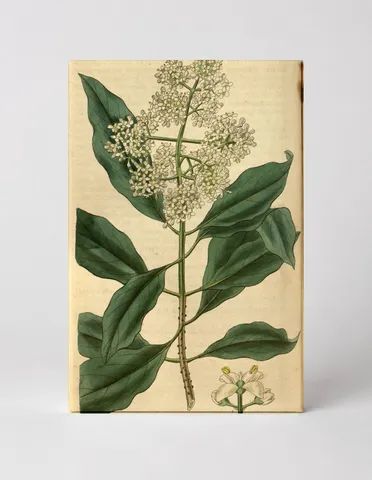 Curtis's Botanical Magazine, Plate 3089