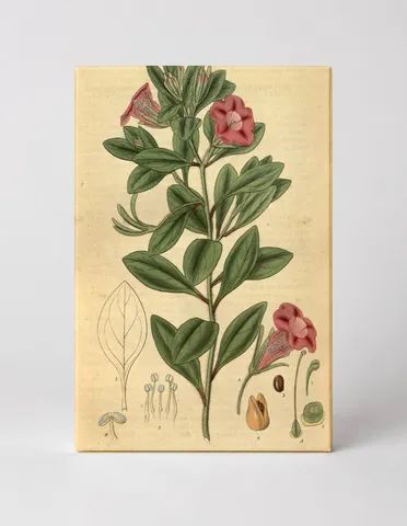 Curtis's Botanical Magazine, Plate 3113