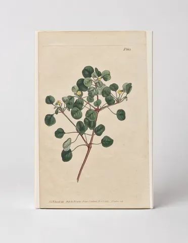 Curtis's Botanical Magazine, Plate 883 — Euphorbia