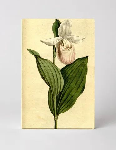 The Botanical Magazine, Plate 216 (Volume 6, 1793)