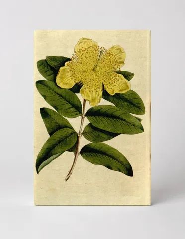 Curtis's Botanical Magazine, Plate 146