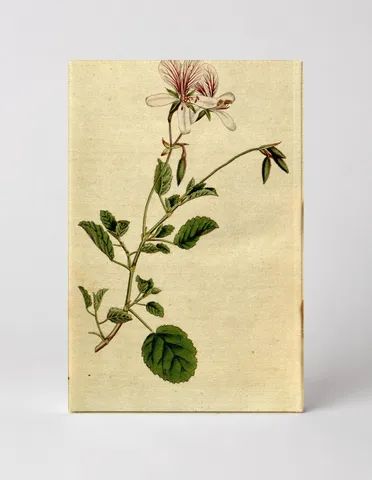 Botanical Magazine Plate 148