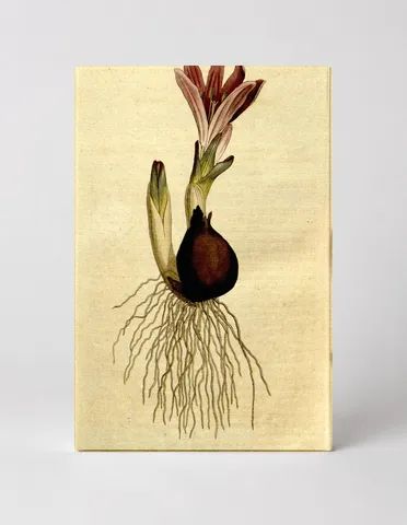 Botanical Magazine Plate 153 — Colchicum Autumnale
