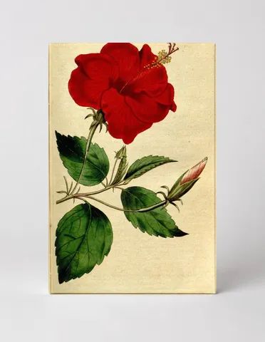 Curtis's Botanical Magazine, Plate 158 — Hibiscus rosa-sinensis