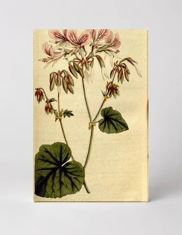 Curtis's Botanical Magazine, Plate 165