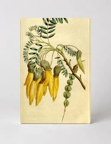 Curtis's Botanical Magazine, Plate 167