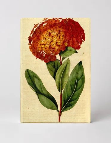 Curtis's Botanical Magazine, Plate 169
