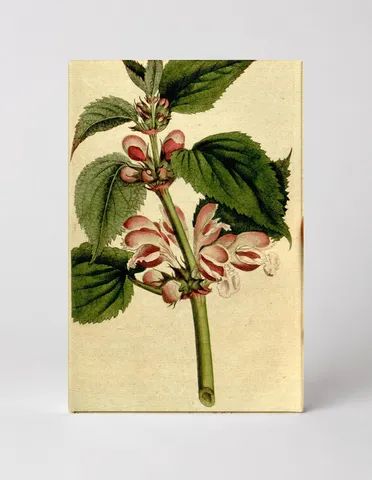 Curtis's Botanical Magazine, Plate 172