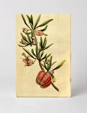 Curtis's Botanical Magazine, Plate 173