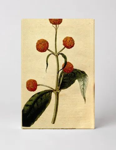 Curtis's Botanical Magazine, Plate 174