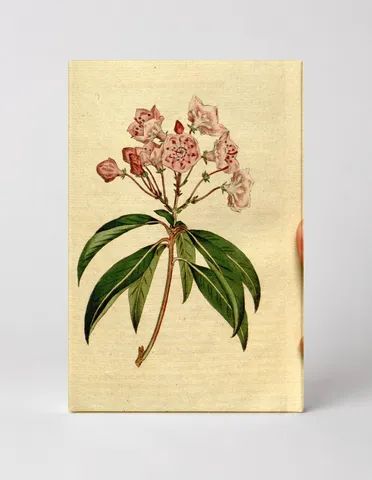 Botanical Magazine Plate 175 — Mountain Laurel (Kalmia latifolia)