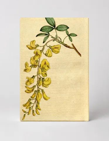 Laburnum anagyroides, Plate 176 (1792)