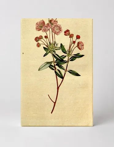 Curtis's Botanical Magazine, Plate 177