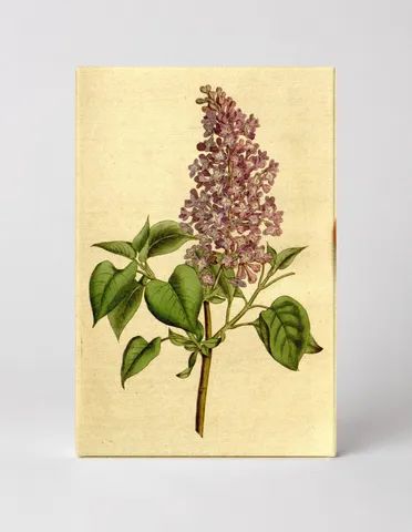 Botanical Magazine Plate 183 — Common Lilac (Syringa vulgaris)