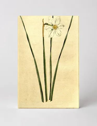 Botanical Magazine Plate 193 — Narcissus (1793)