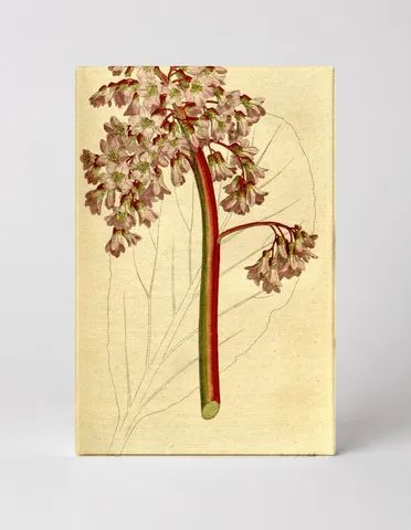 Curtis's Botanical Magazine, Plate 196
