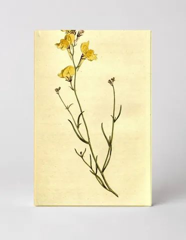 Botanical Magazine Plate 200 (1791)