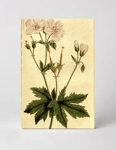 Curtis's Botanical Magazine, Plate 203