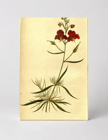 Curtis's Botanical Magazine, Plate 210