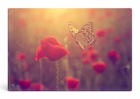 Butterfly Over Poppy Field