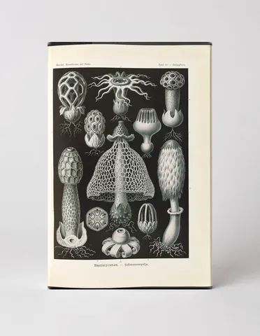 Basimycetes (Schwammpilze) — Kunstformen der Natur, Plate 101