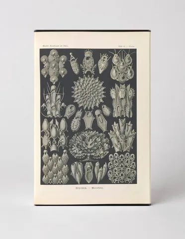 Bryozoa — Moostiere (Plate III, Kunstformen der Natur, 1899)
