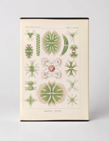 Desmidiea (Tafel 21, Kunstformen der Natur, 1904)