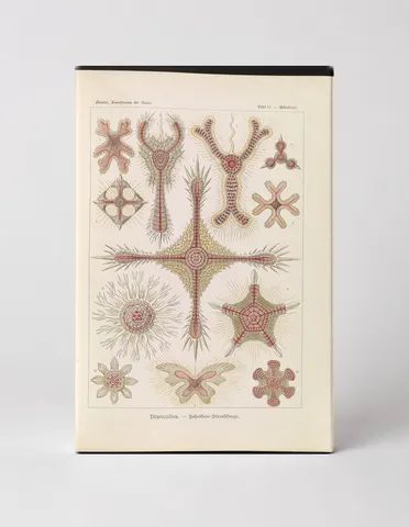Discoidea – Scheiben-Strahlinge, Plate 11 (1904)