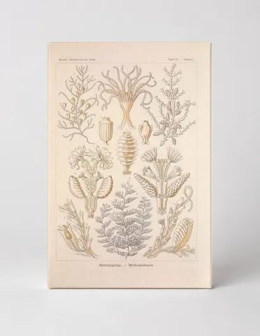 Kunstformen der Natur, Tafel 25 — Sertulariae (1904)