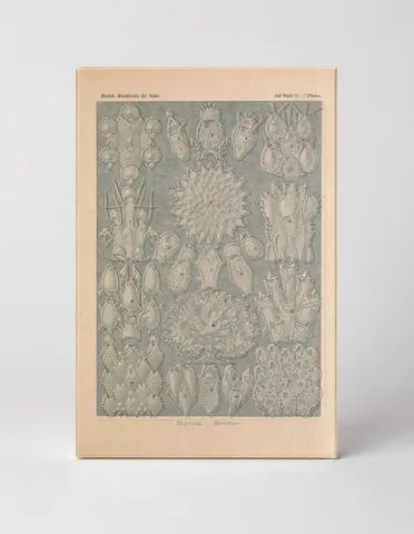 Kunstformen der Natur, Tafel 33 — Bryozoa (1904)