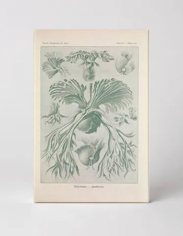 Kunstformen der Natur, Tafel 52 – Filicinae (1904)